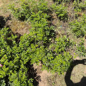 Flower Bed Weeding by Pepperseed Professional Outdoor Services reviewed on June 4, 2026