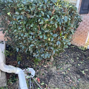 Bush Trimming by A &amp; B Premier Lawncare reviewed on November 25, 2025