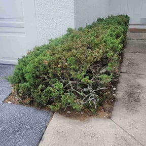 Bush Trimming by Cavender Landscaping reviewed on August 15, 2025