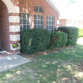 Bush Trimming by Archi's Lawn Care reviewed on August 19, 2025