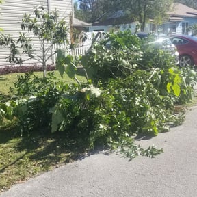 Bush Trimming by Precise Lines Lawn Care reviewed on August 19, 2025