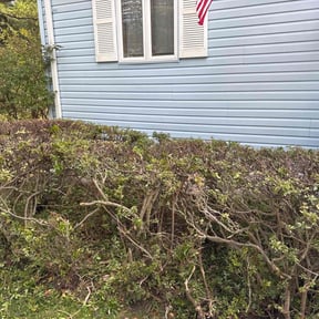Bush Trimming by Jose Martinez Landscape Services reviewed on October 19, 2025