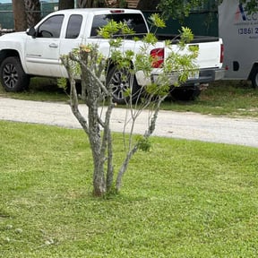 Bush Trimming by Rubie's Lawn Care Services reviewed on August 19, 2025