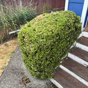 Bush Trimming by Beach cuts reviewed on July 27, 2026