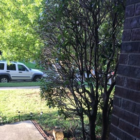 Bush Trimming by Gator Cutz Lawn Care, LLC reviewed on August 19, 2025