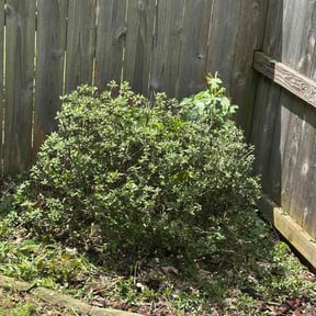 Bush Trimming by Top Turf L.L.C reviewed on October 21, 2025