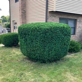 Bush Trimming by Shayron's Quality Care Lawn Care LLC reviewed on July 10, 2026