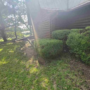 Bush Trimming by Troy's lawn care reviewed on June 20, 2026