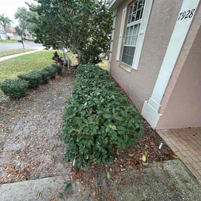 Bush Trimming by Eads Corp property management LLC reviewed on January 17, 2026