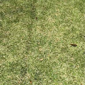 Leaf Removal by DS Pro Landscaping &amp; More Inc reviewed on March 25, 2026