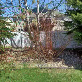 Bush Trimming by A CUT ABOVE LAWNCARE reviewed on August 18, 2025