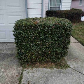Bush Trimming by Clean cut maintence reviewed on August 21, 2025