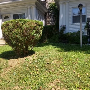 Bush Trimming by Sowing Seeds Lawn and Landscape reviewed on August 15, 2025