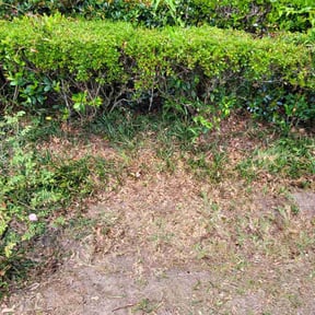 Flower Bed Weeding by Drew lawn care reviewed on August 20, 2026