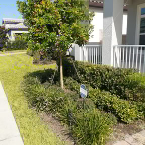 Bush Trimming by Live landscaping reviewed on August 20, 2025