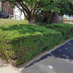 Bush Trimming by Landscape &amp; Mowing reviewed on June 13, 2026