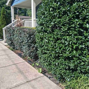 Bush Trimming by EZ Improvements reviewed on August 6, 2026