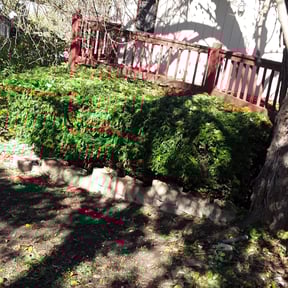 Bush Trimming by AllTex Home And Commercial Services reviewed on August 19, 2025
