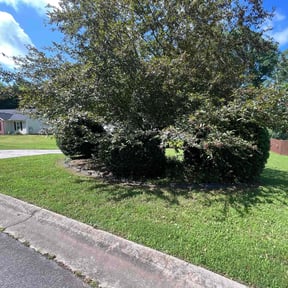 Bush Trimming by Willow Hill Landscaping & Lawn Care reviewed on August 16, 2025