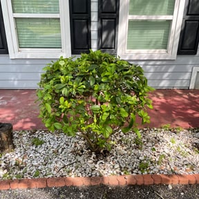 Bush Trimming by Grass stains 4 life lawn care, landscaping, snow removal, LLC reviewed on August 16, 2025
