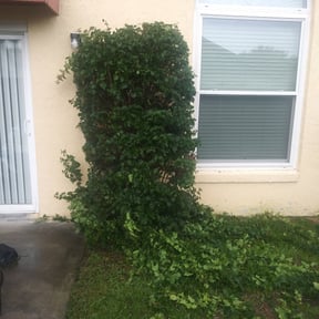 Bush Trimming by Moo's Mowing, LLC reviewed on August 19, 2025
