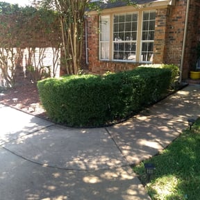 Bush Trimming by We Care Lawn Care Co. reviewed on August 15, 2025