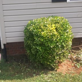 Bush Trimming by Three Palms landscaping service reviewed on August 17, 2025