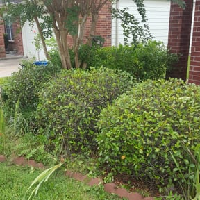 Bush Trimming by Triple S Cuts & Cleanouts reviewed on August 18, 2025