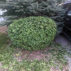 Bush Trimming by Trust Us Lawn Service reviewed on November 25, 2025
