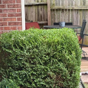 Bush Trimming by Tony's Lawn and Plowing Services reviewed on October 22, 2025