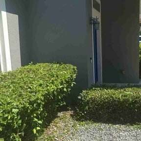 Bush Trimming by B&B Landscaping and Hauling reviewed on August 21, 2025