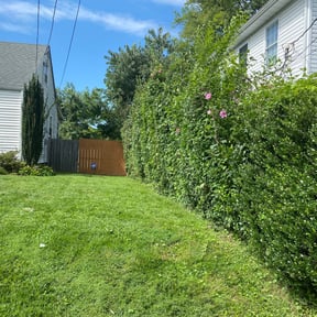 Bush Trimming by GRACEFUL HANDS LAWN & FENCE reviewed on August 21, 2025