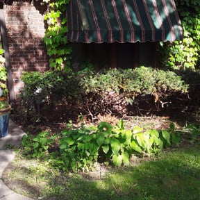Bush Trimming by D Hayes Services LLC reviewed on August 15, 2025