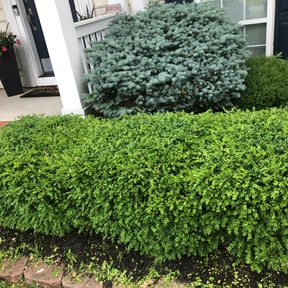 Bush Trimming by CW Unlimited Enterprise LLC reviewed on August 20, 2025