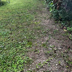 Leaf Removal by Jenkins Lawn Care &amp; Pressure washing LLC reviewed on September 11, 2025