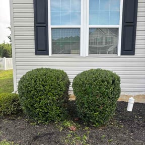 Bush Trimming by A.V Masonry &amp; Construction reviewed on July 6, 2026