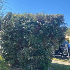 Bush Trimming by Willie&#039;s Mobile Lawn Services reviewed on June 19, 2023