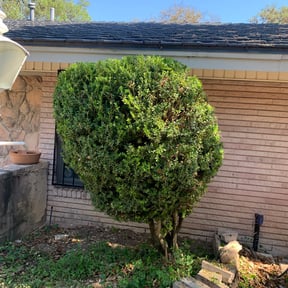 Bush Trimming by Raw Project Remodel Assignment Task Satisfaction Complete reviewed on August 19, 2025
