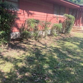 Bush Trimming by Royalty lawn care reviewed on August 3, 2025