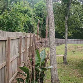 Bush Trimming by ALL Lawn Care reviewed on June 16, 2026