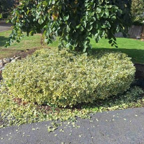 Bush Trimming by Nature’s Best Lawn Care reviewed on October 22, 2025