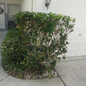 Bush Trimming by Torres Lawn Care reviewed on August 19, 2025