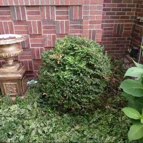 Bush Trimming by Cobbs Construction, LLC reviewed on July 20, 2021