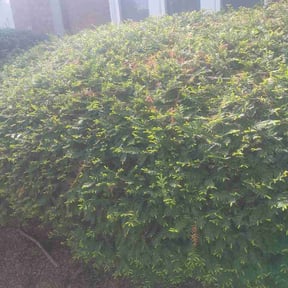 Bush Trimming by Great cut lawn care reviewed on April 28, 2026
