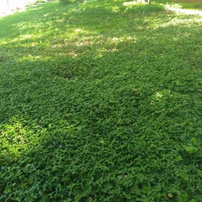 Bush Trimming by Reynoso's Fencing & Lawn Care reviewed on August 19, 2025