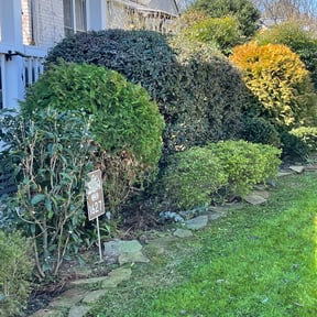 Bush Trimming by Tropicare Landscape and Maintenance reviewed on August 17, 2025