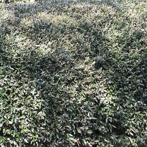 Bush Trimming by MTB Lawn Care reviewed on August 19, 2025