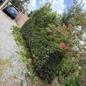 Bush Trimming by Newmans Elite Lawn Care reviewed on July 17, 2026