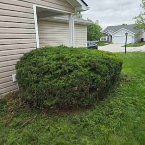 Bush Trimming by Jerry The Mower reviewed on May 2, 2026