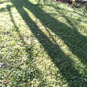 Leaf Removal by Antioch Artis reviewed on September 23, 2025